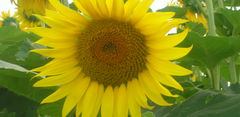 Girasole